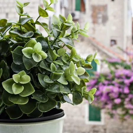 Πανσιόν Paradise Σπλιτ